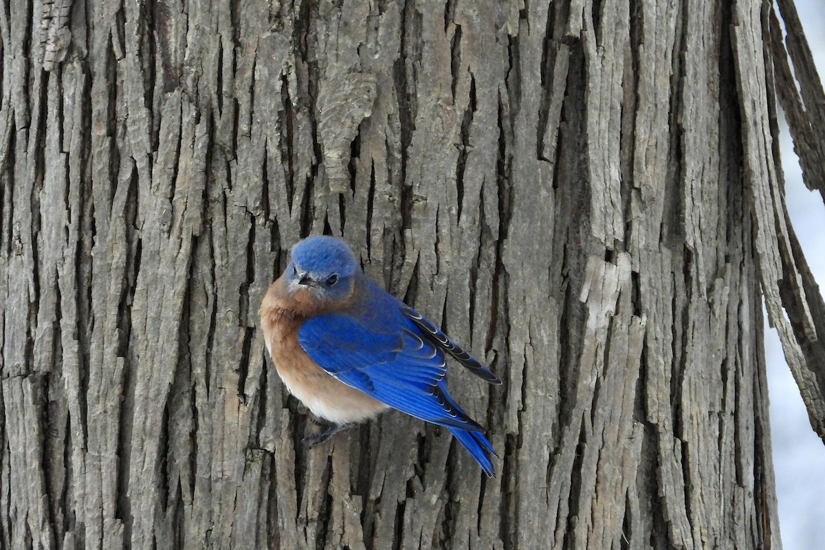 Eastern Bluebird - ML646850177