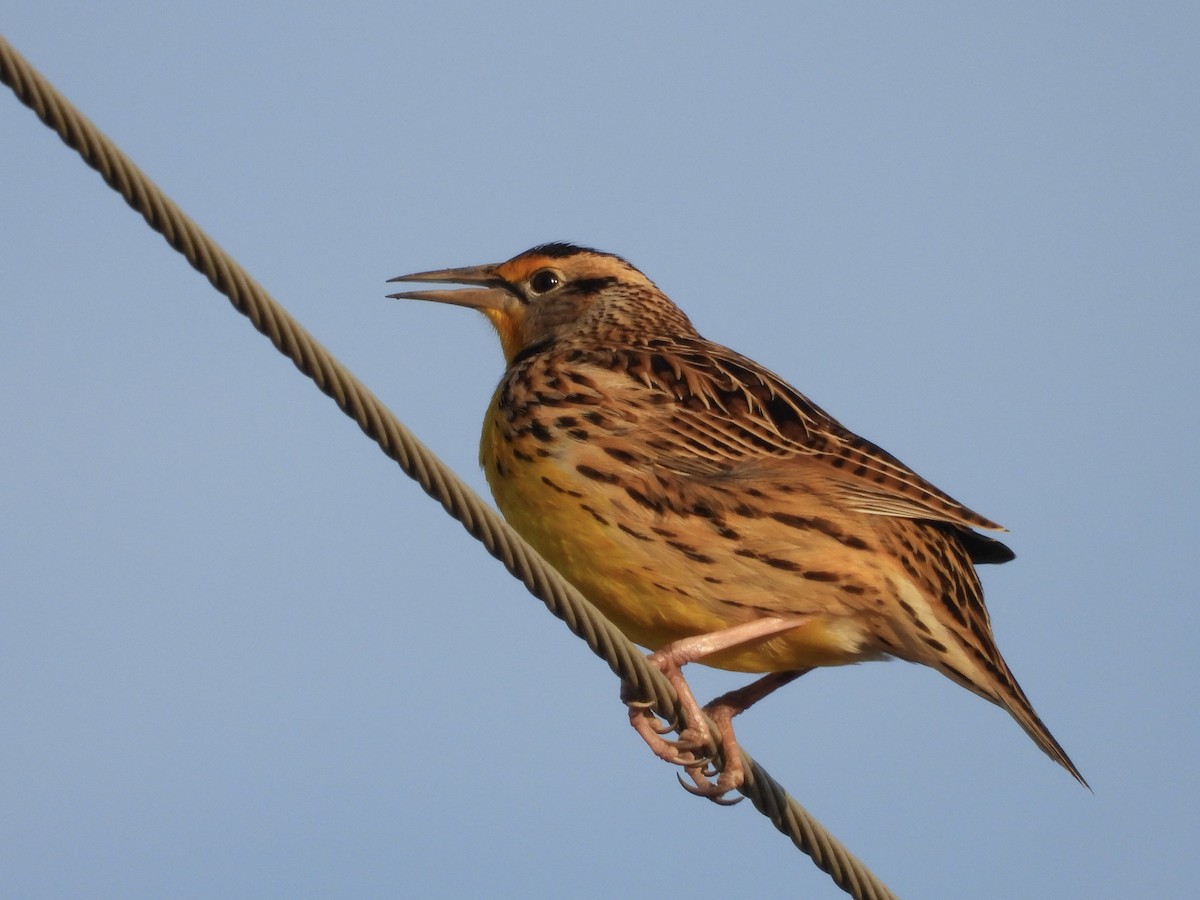 Eastern Meadowlark - ML646850179