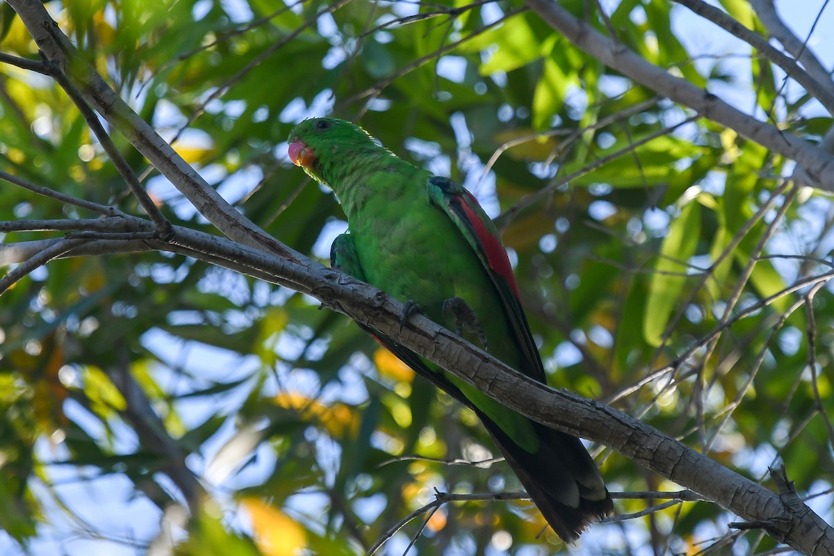 Kırmızı Kanatlı Papağan - ML646850180