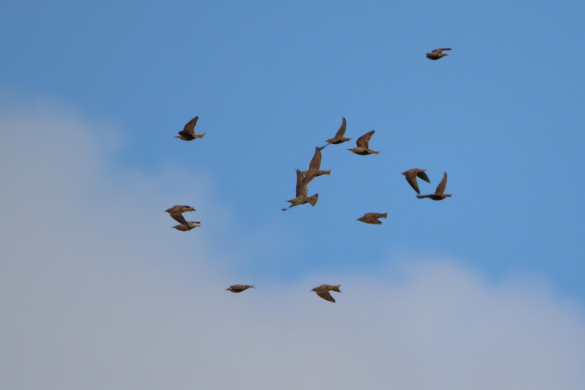 European Starling - ML646850187