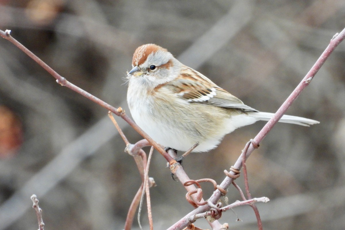 Пасовник північний - ML646850191