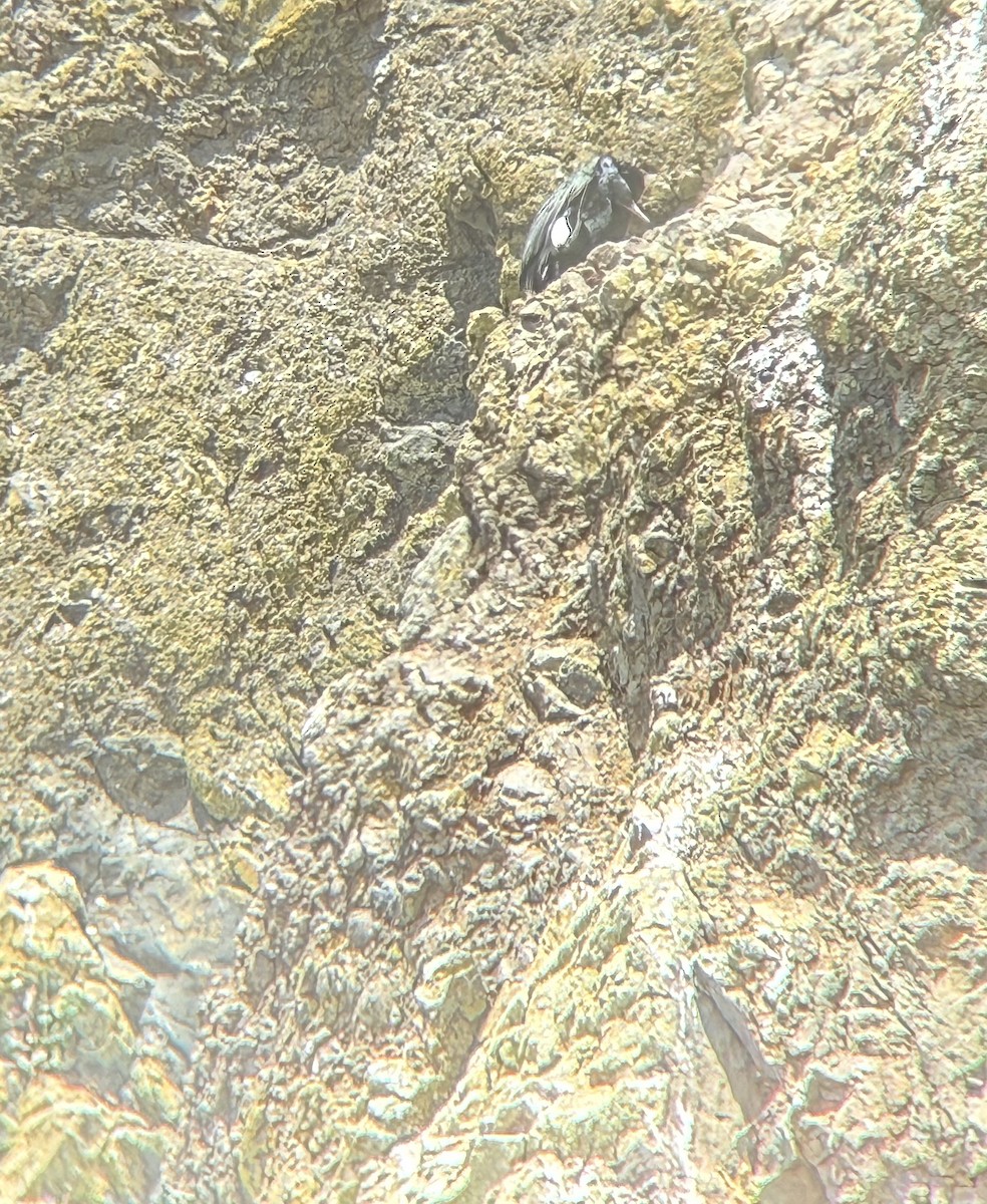 Берингов баклан - ML646850192