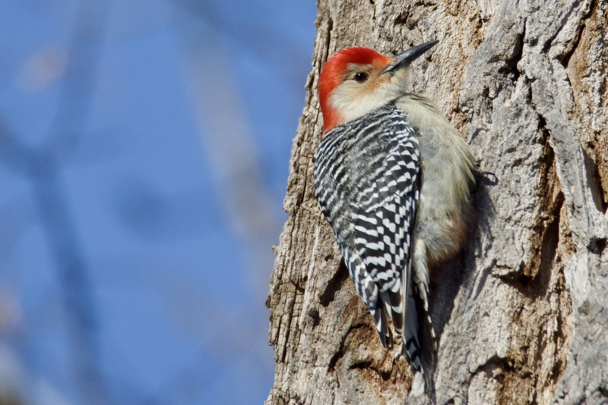Red-bellied Woodpecker - ML646850210