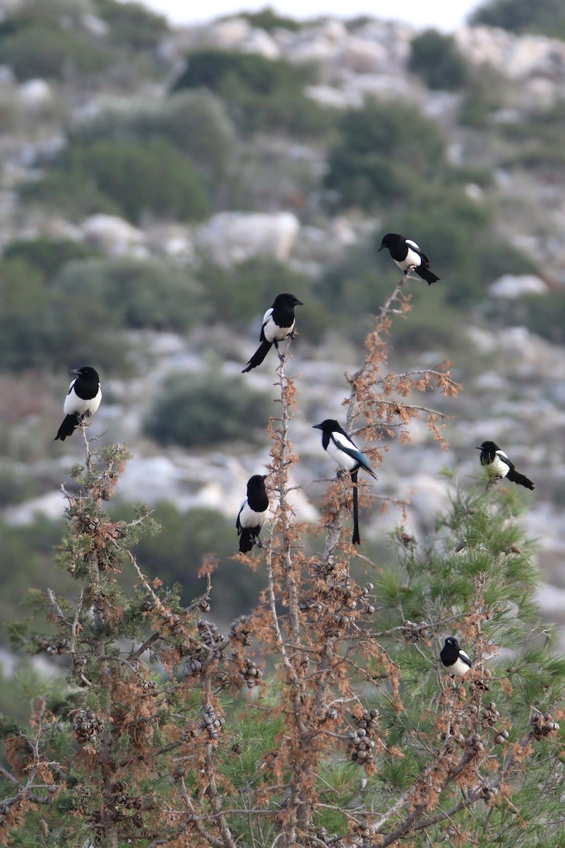 Eurasian Magpie - ML646850214