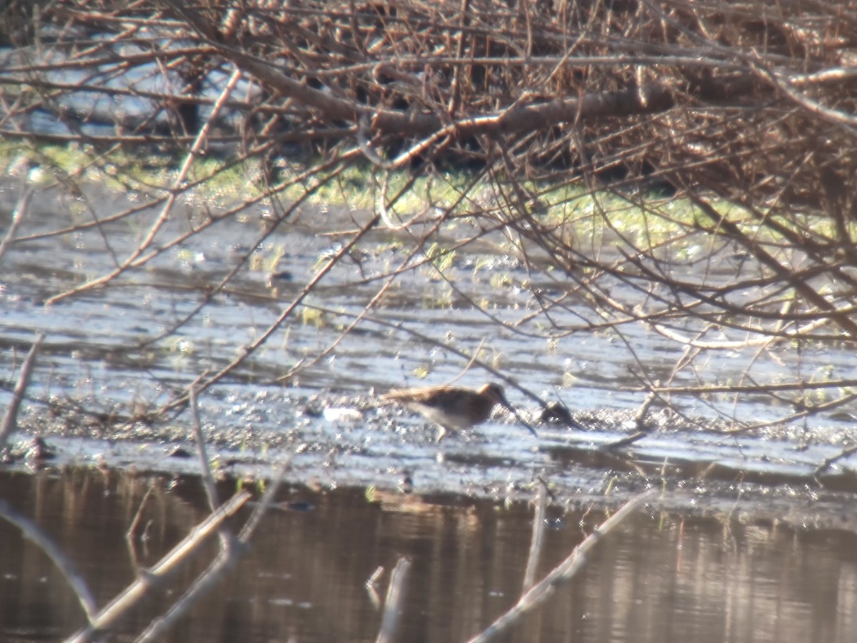 חרטומית ביצות - ML646850226