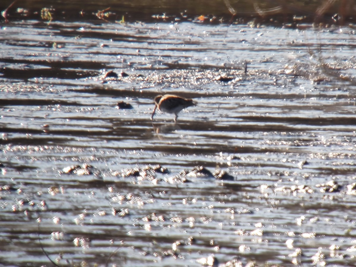 חרטומית ביצות - ML646850227