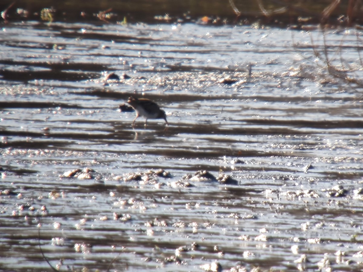 חרטומית ביצות - ML646850228