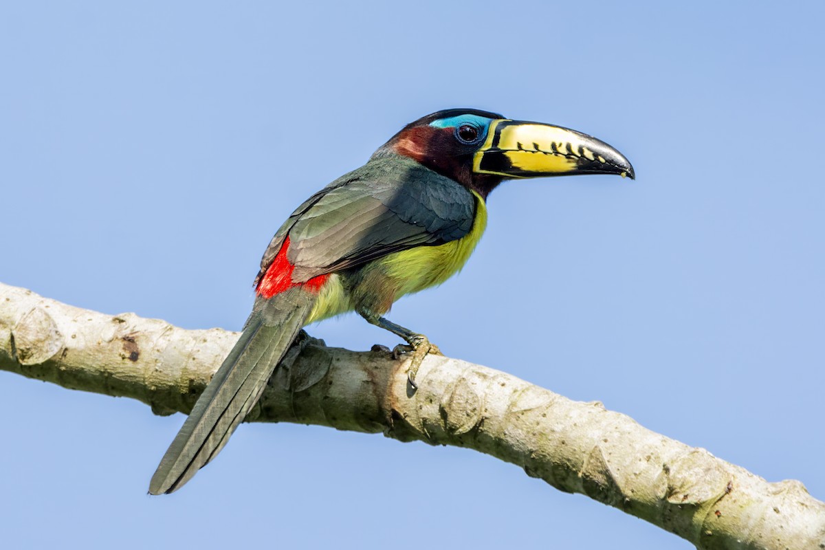 Schriftarassari - ML646850230