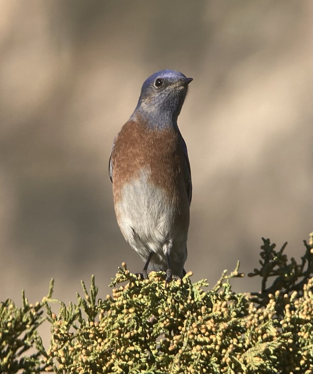 Western Bluebird - ML646850233