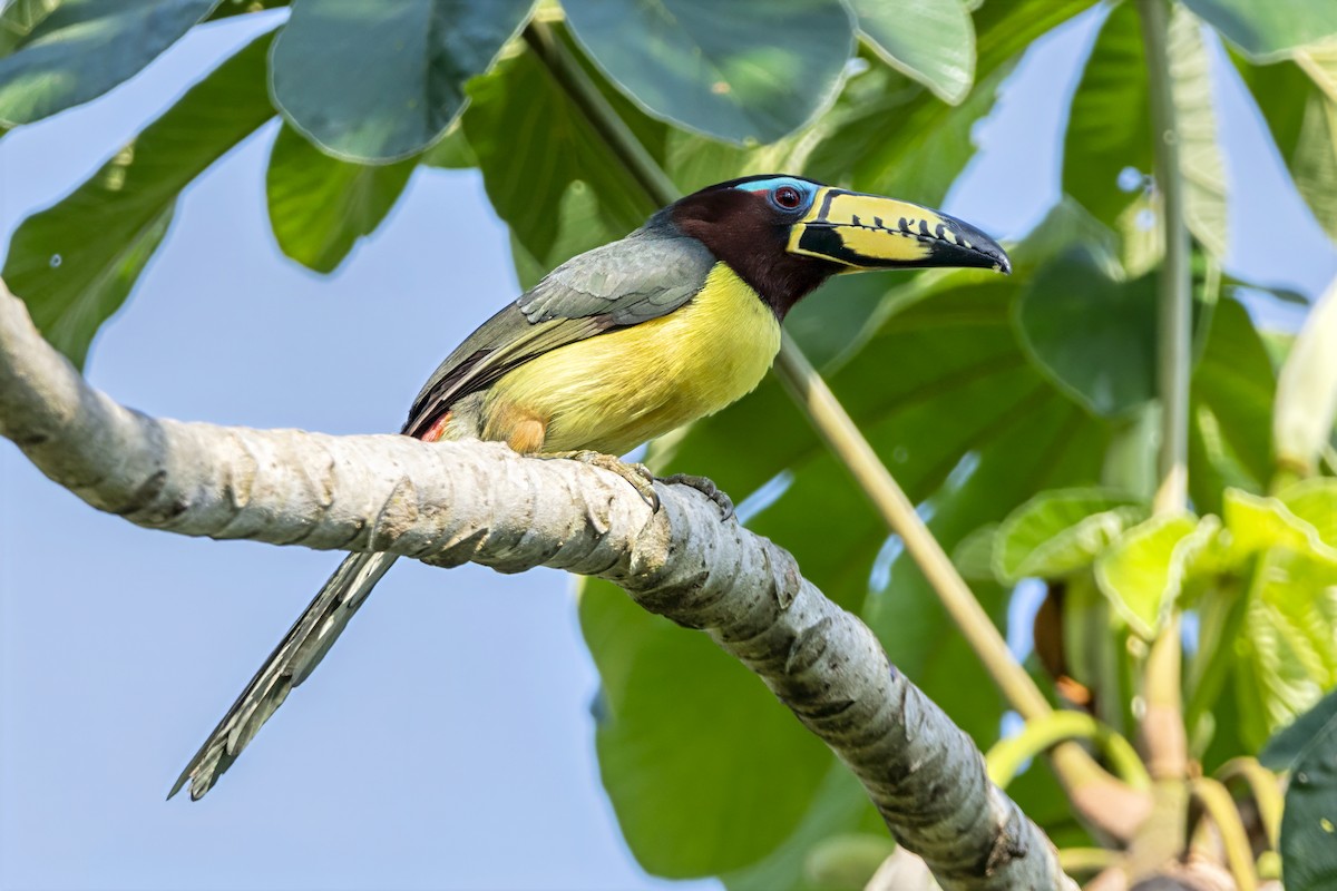 Schriftarassari - ML646850241