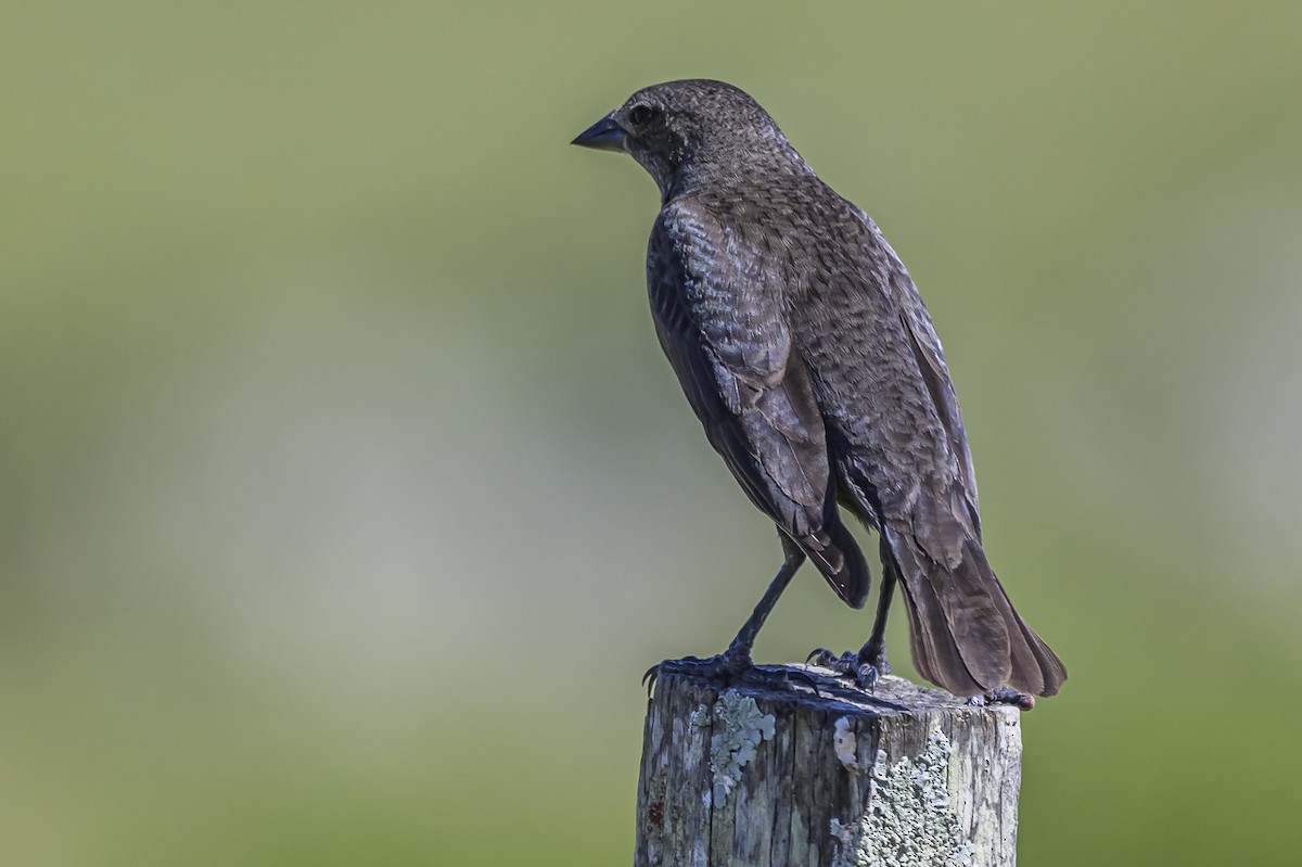 Shiny Cowbird - ML646850244