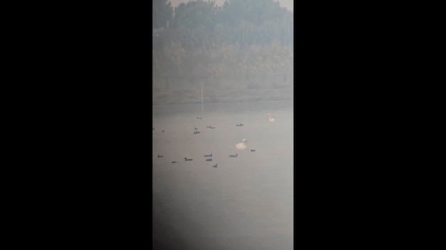 Лебедь-шипун - ML646850247