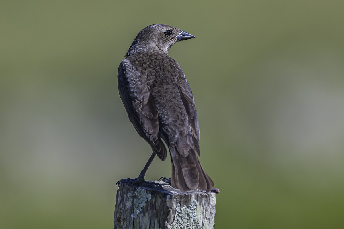 Shiny Cowbird - ML646850248