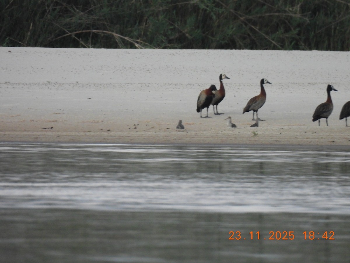 Dendrocigna facciabianca - ML646850249