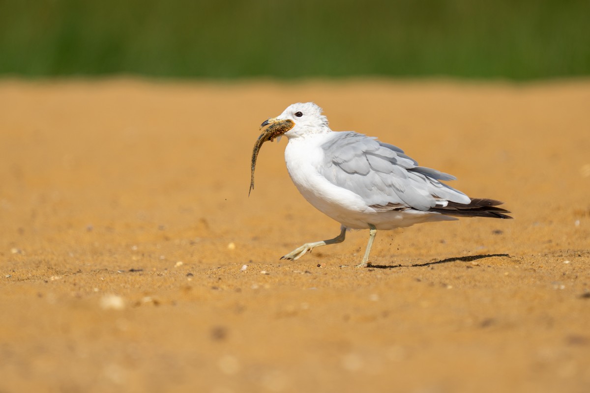 Ring-billed Gull - ML646850254