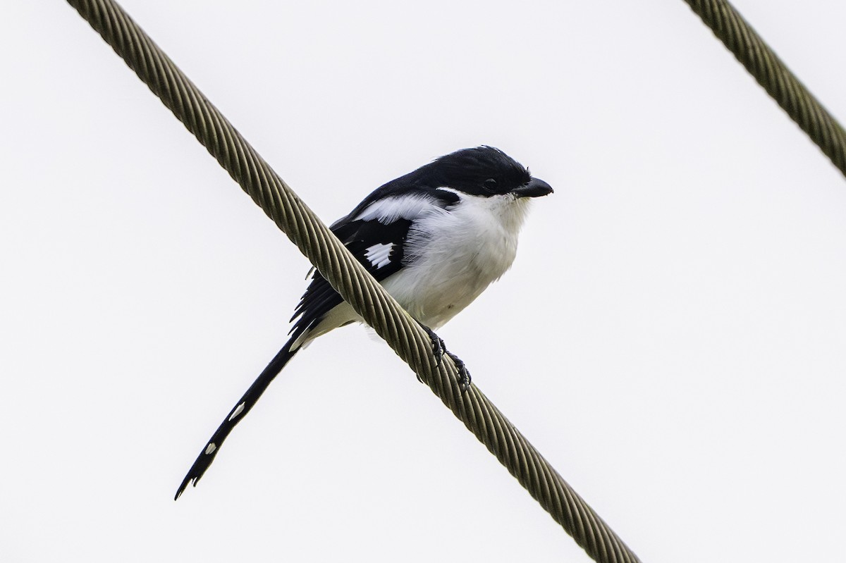 Northern Fiscal - ML646850255