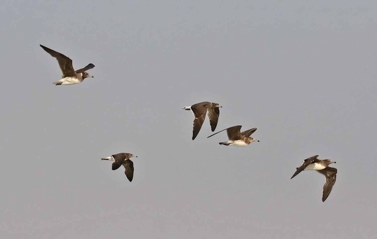 ススケカモメ - ML646850257