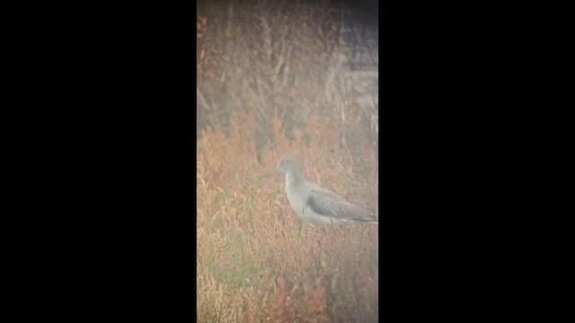 Травник - ML646850258