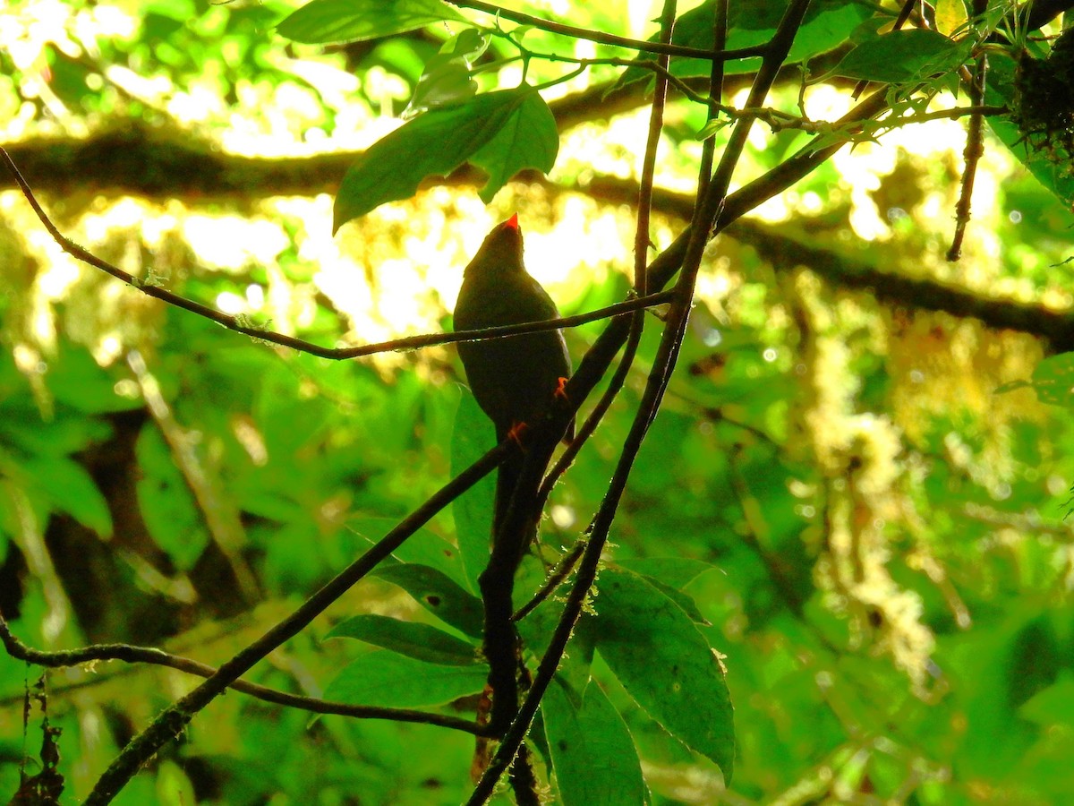 Graukopfguan - ML646850265