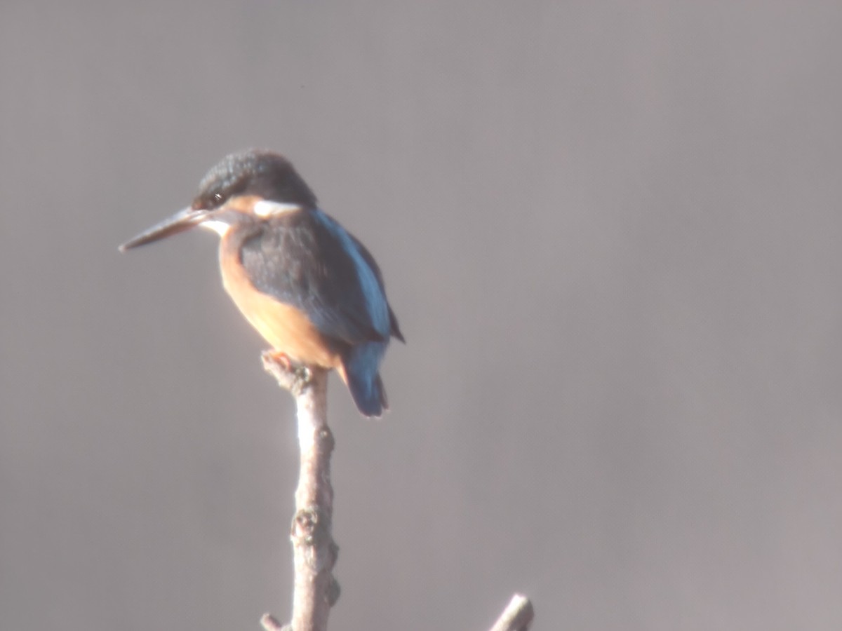 Common Kingfisher - ML646850266