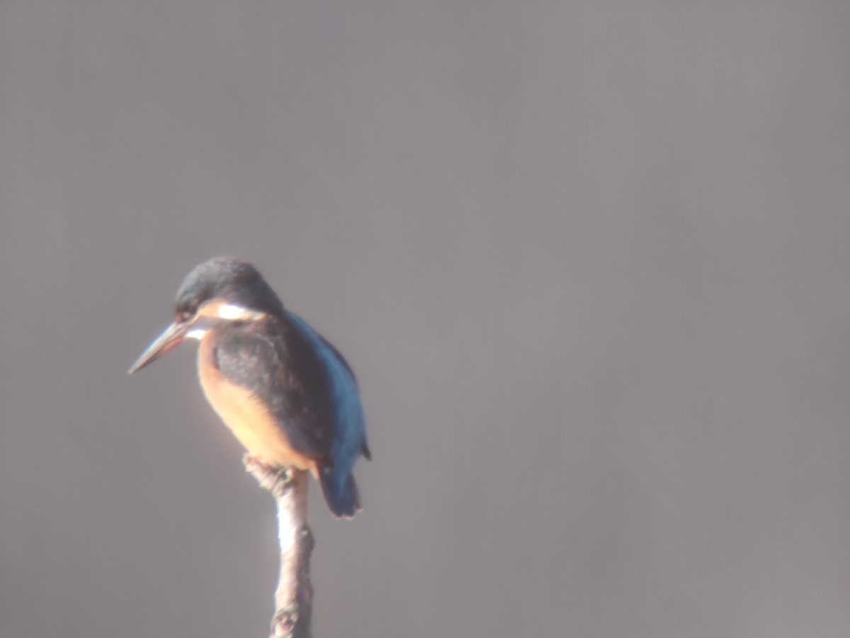 Common Kingfisher - ML646850267