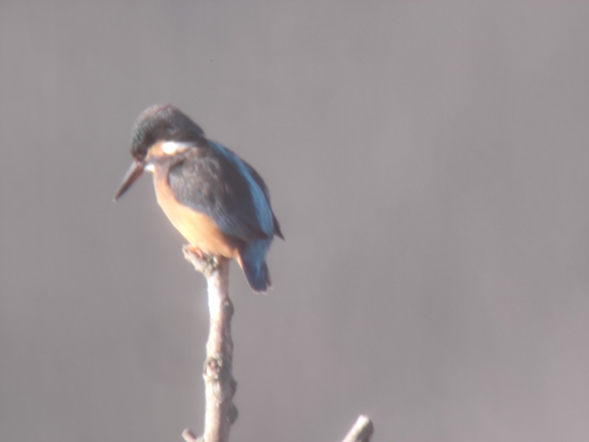 Common Kingfisher - ML646850268