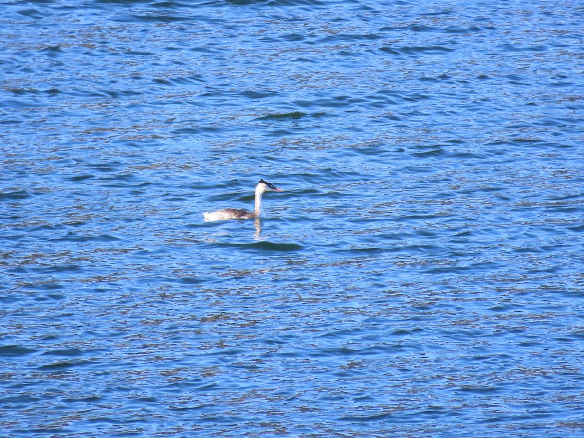 Great Crested Grebe - ML646850269