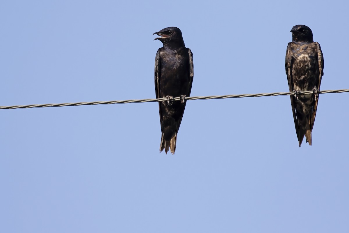 Большая ласточка - ML646850272