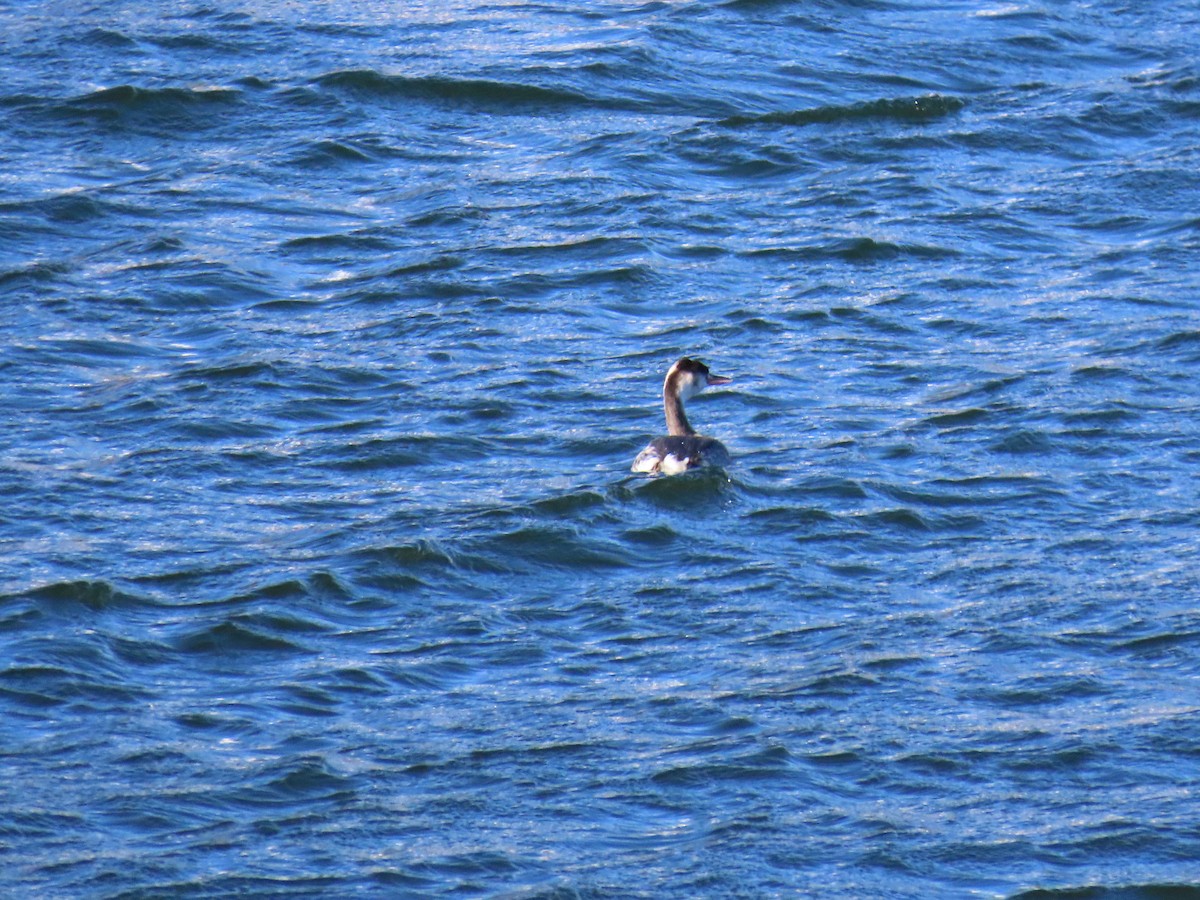 Great Crested Grebe - ML646850275