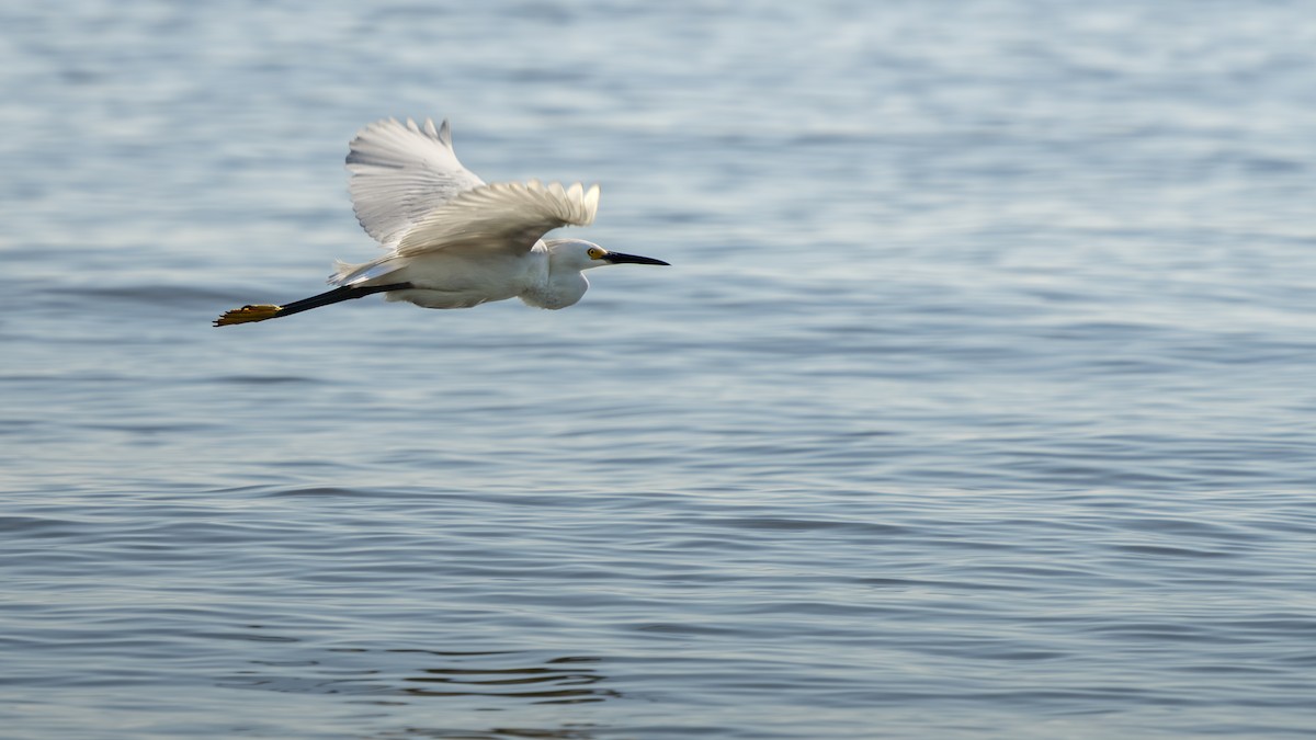 Snowy Egret - ML646850277