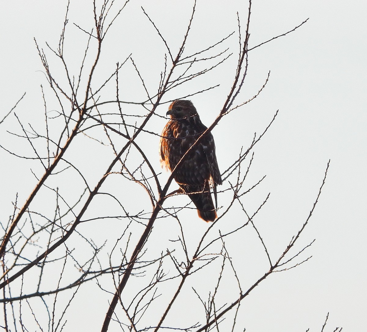 Red-shouldered Hawk - ML646850278
