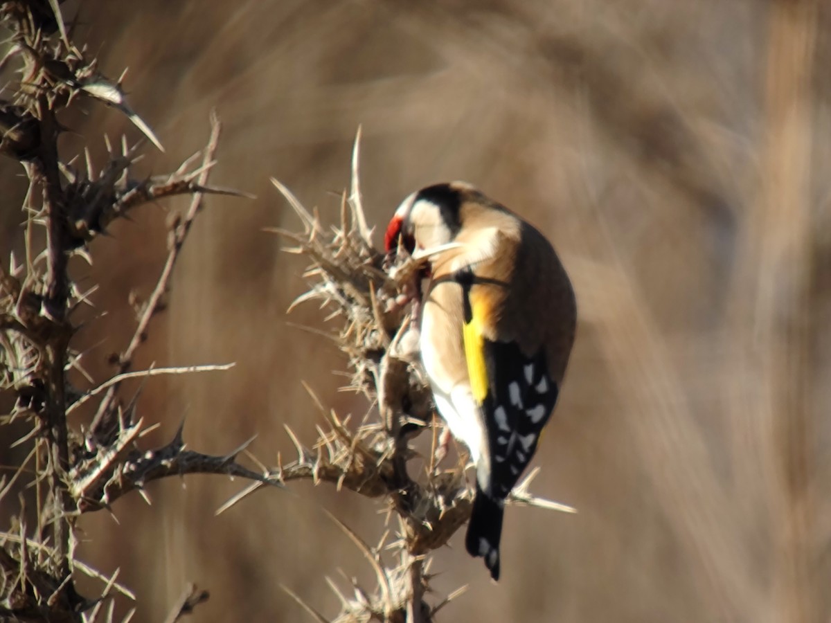 Cardellino - ML646850300