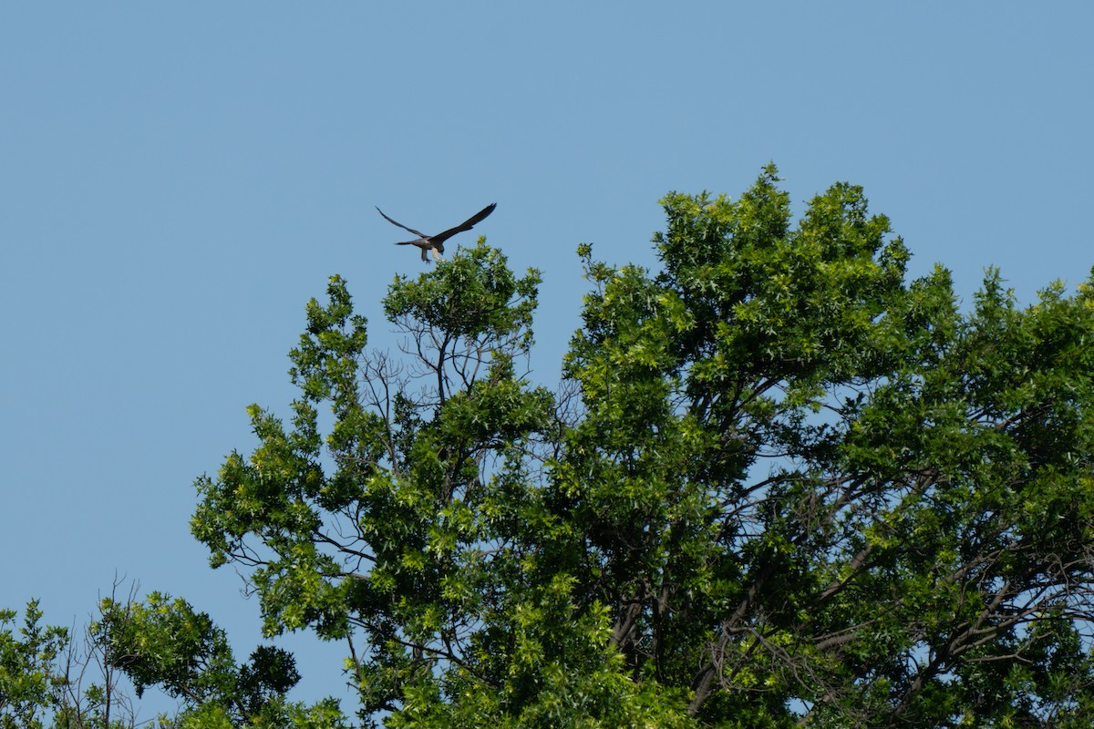 Peregrine Falcon - ML646850303