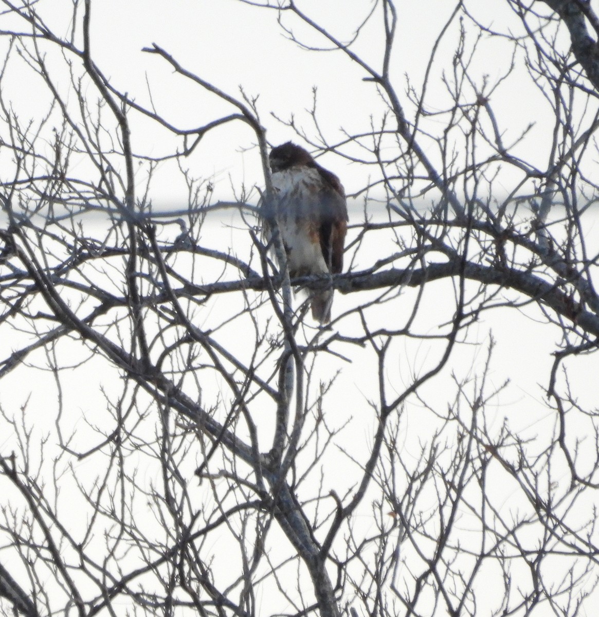 Red-tailed Hawk - ML646850305