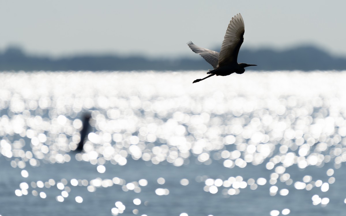 Snowy Egret - ML646850306