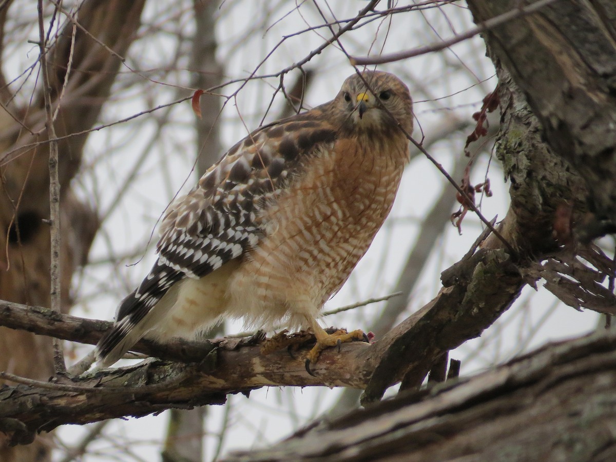 Rotschulterbussard - ML646850308