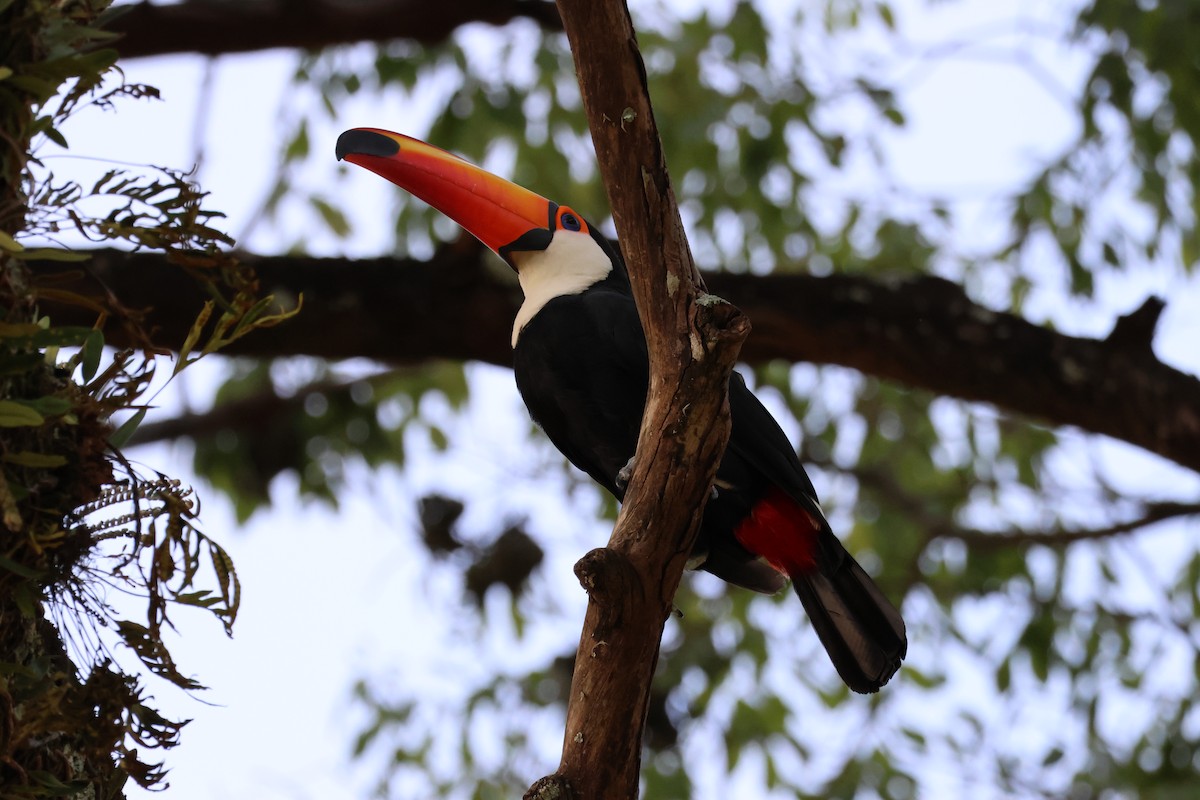 Toco Toucan - ML646850311