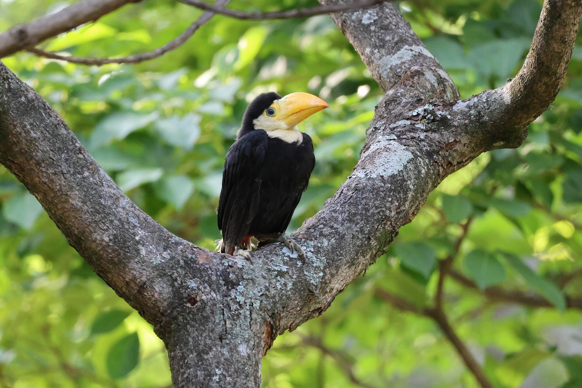 Toco Toucan - ML646850312