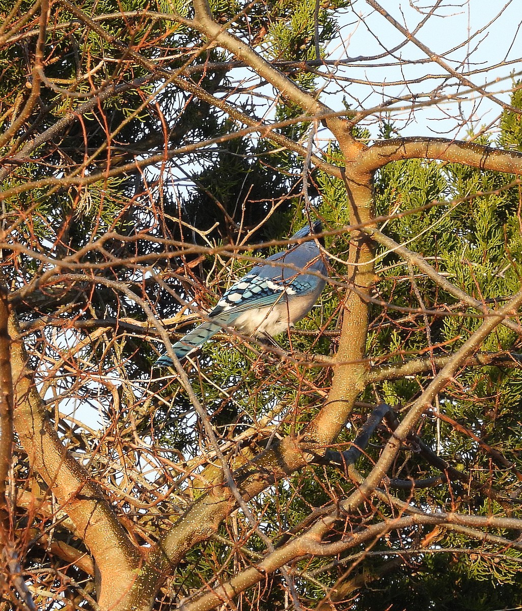 Mavi Karga - ML646850313