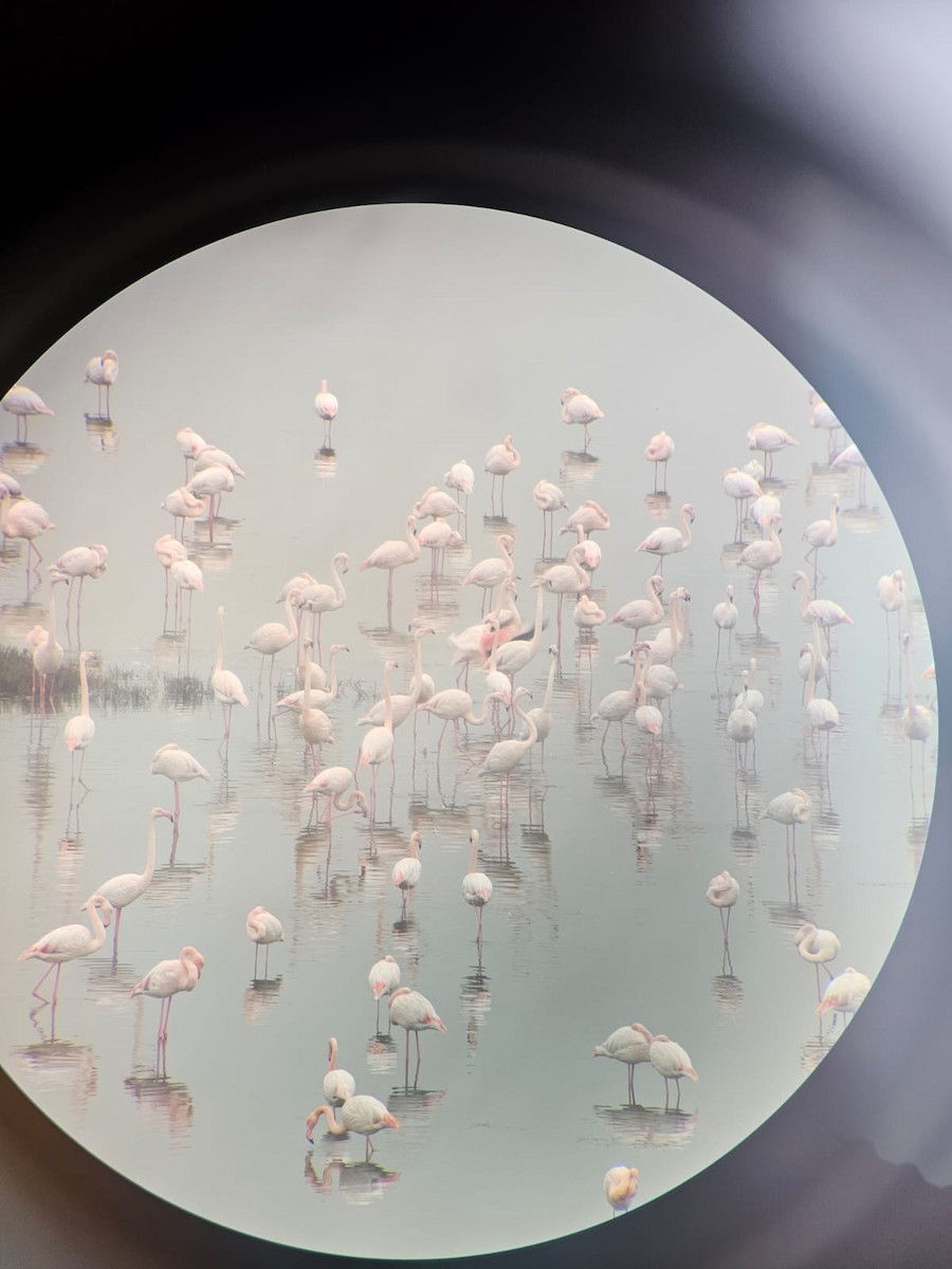 Greater Flamingo - ML646850314