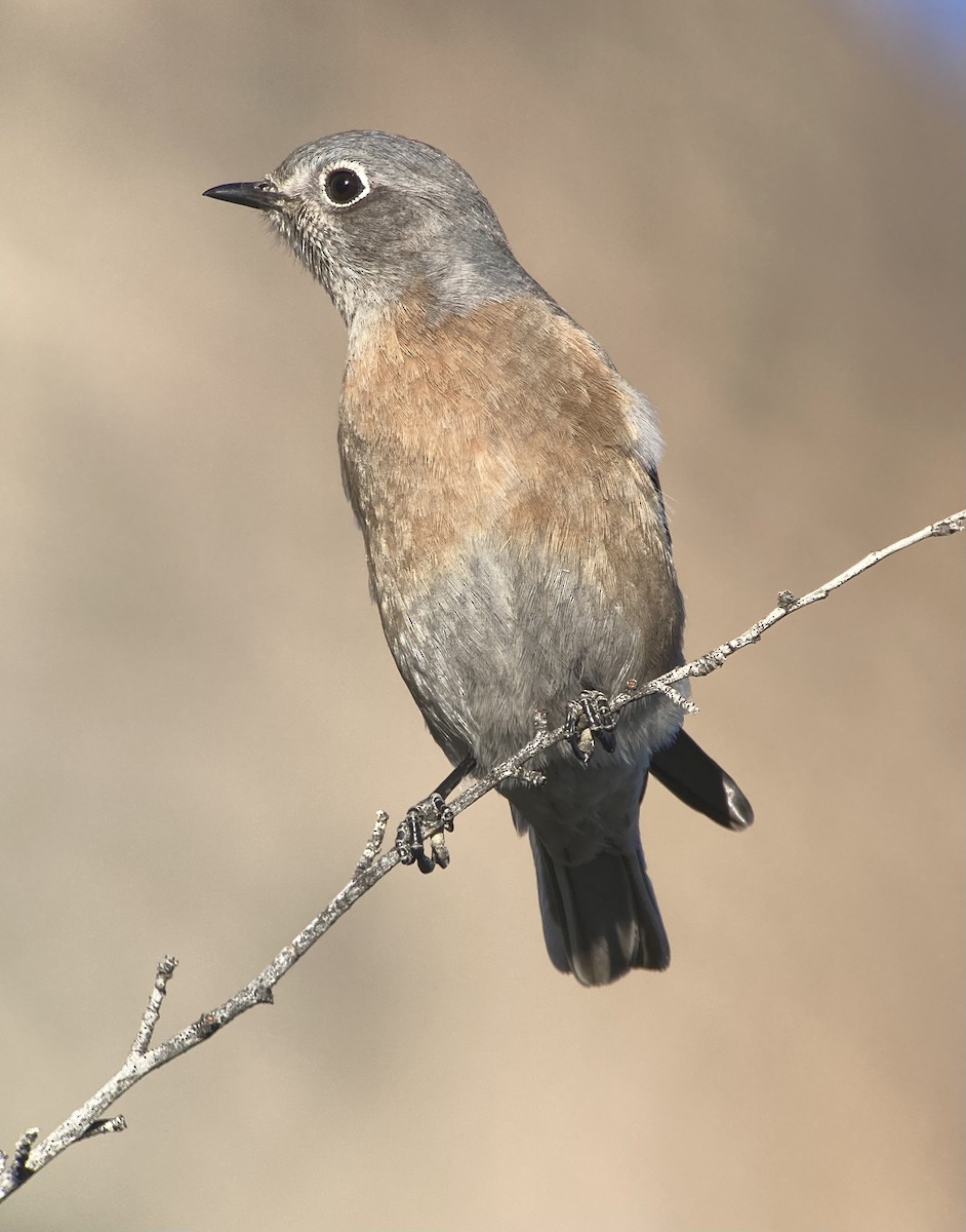 Western Bluebird - ML646850315