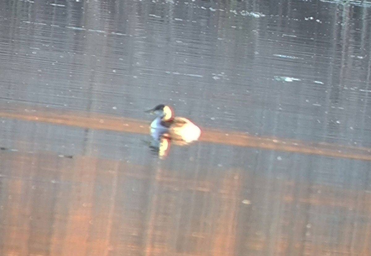 Пірникоза сірощока - ML646850316