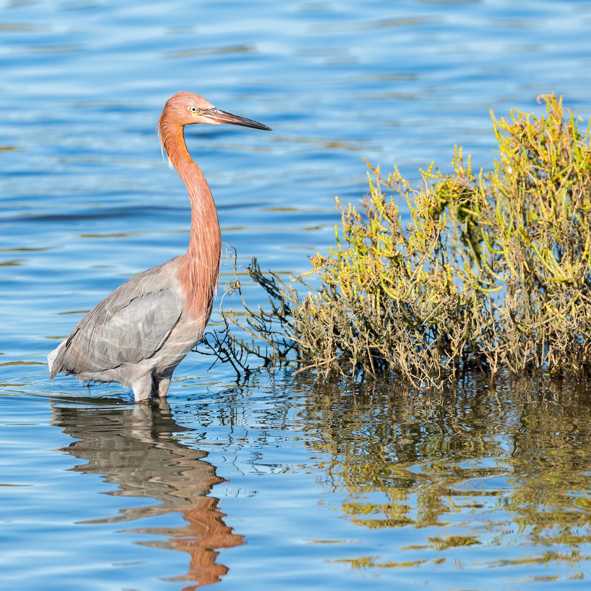 Kızılca Balıkçıl - ML646850318