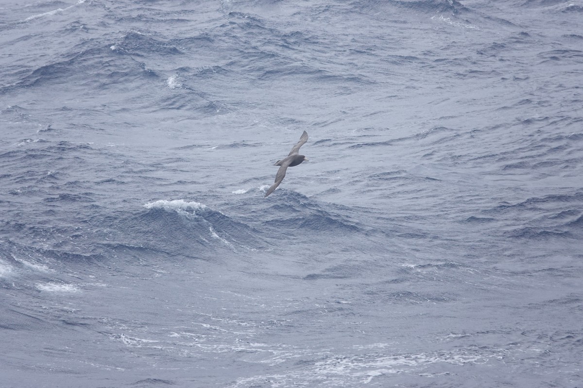 סערון-ענק דרומי - ML646850321