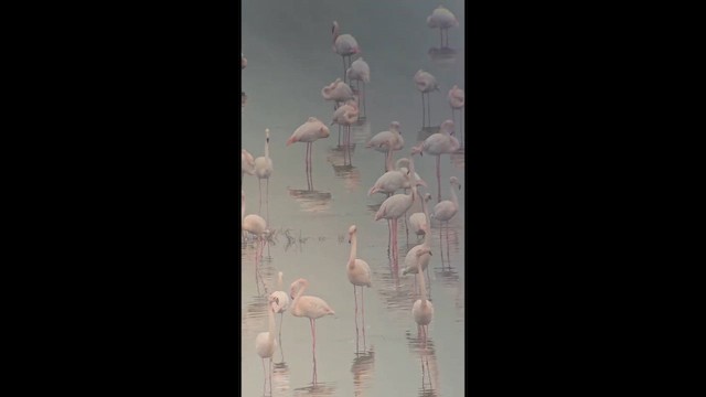 Розовый фламинго - ML646850322