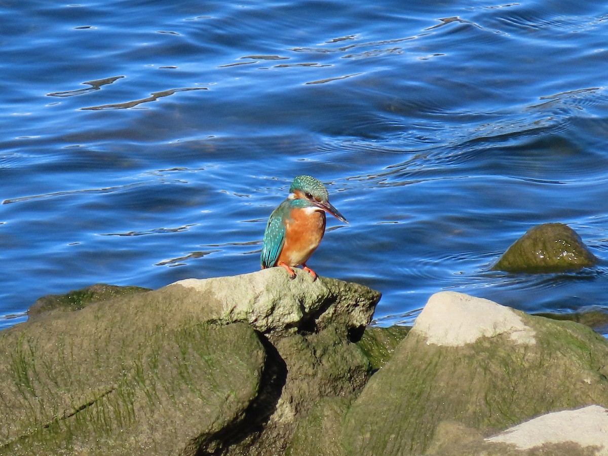 Common Kingfisher - ML646850323