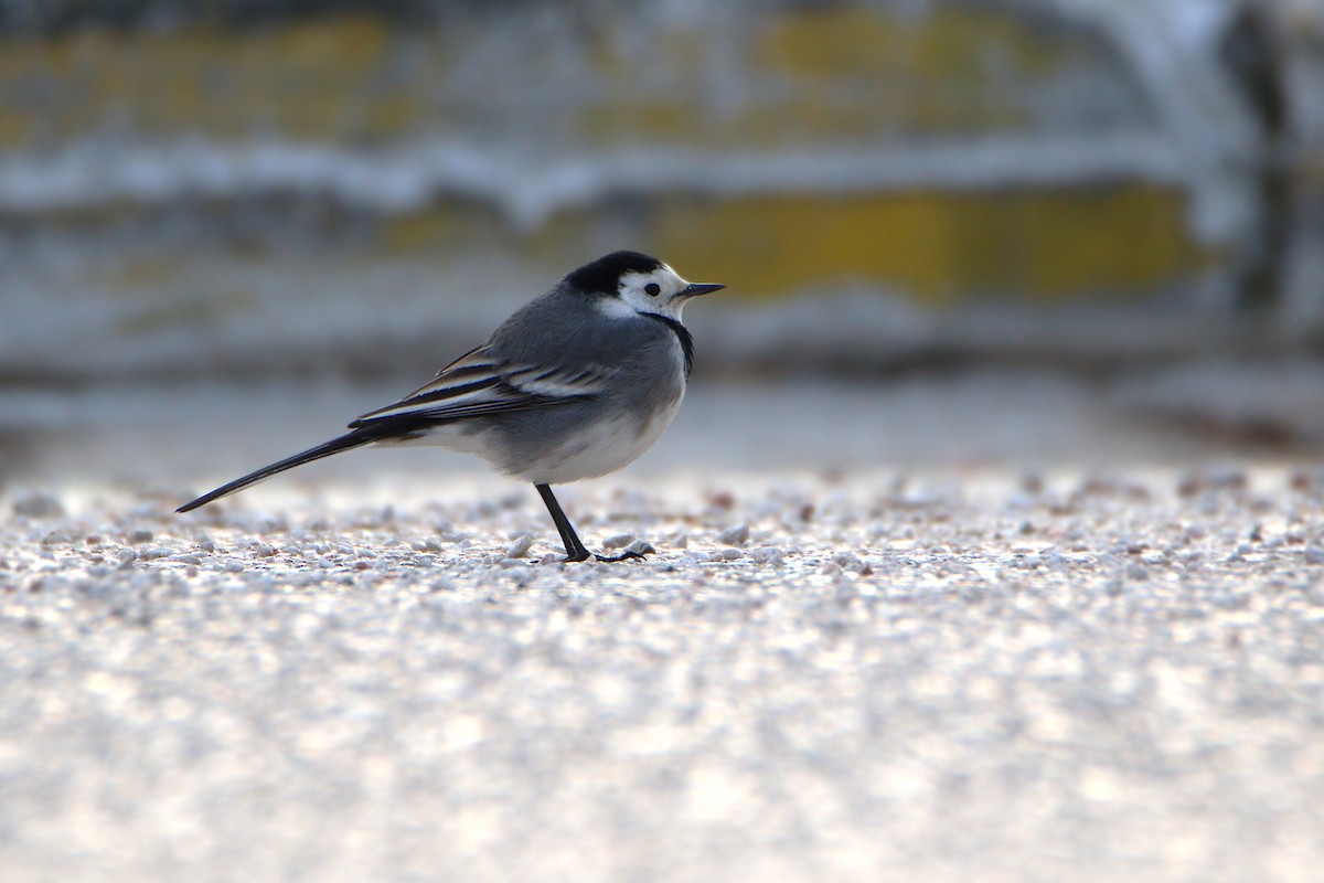 linerle - ML646850325