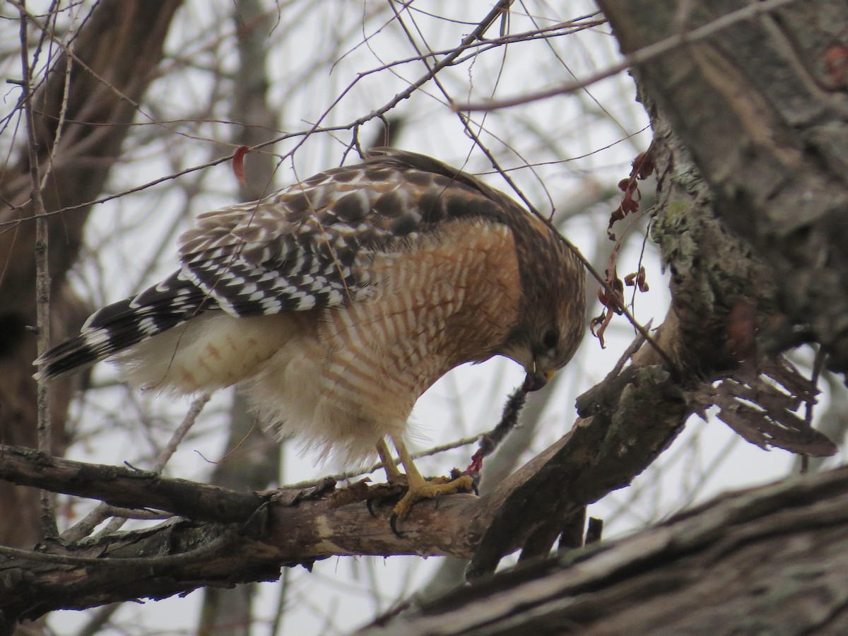 Rotschulterbussard - ML646850330