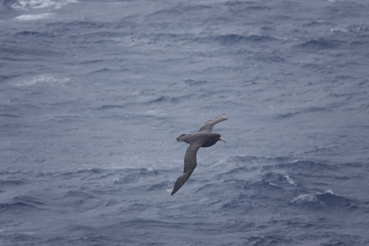 סערון-ענק דרומי - ML646850339