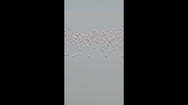 Розовый фламинго - ML646850340